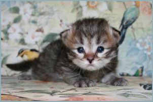 
Male Siberian Kitten from Deedlebug Siberians